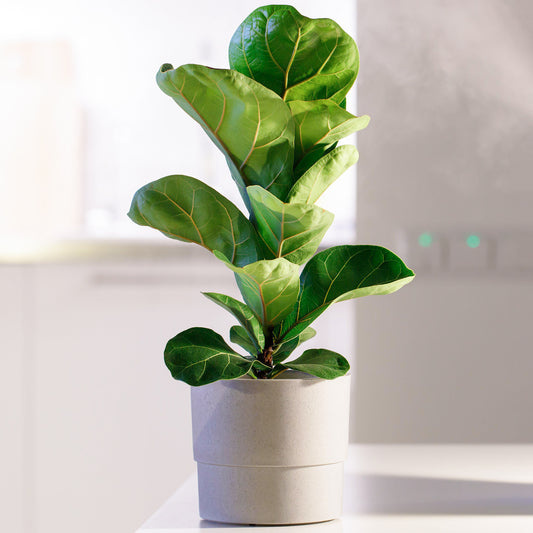 Ficus Bambino (12cm) V3