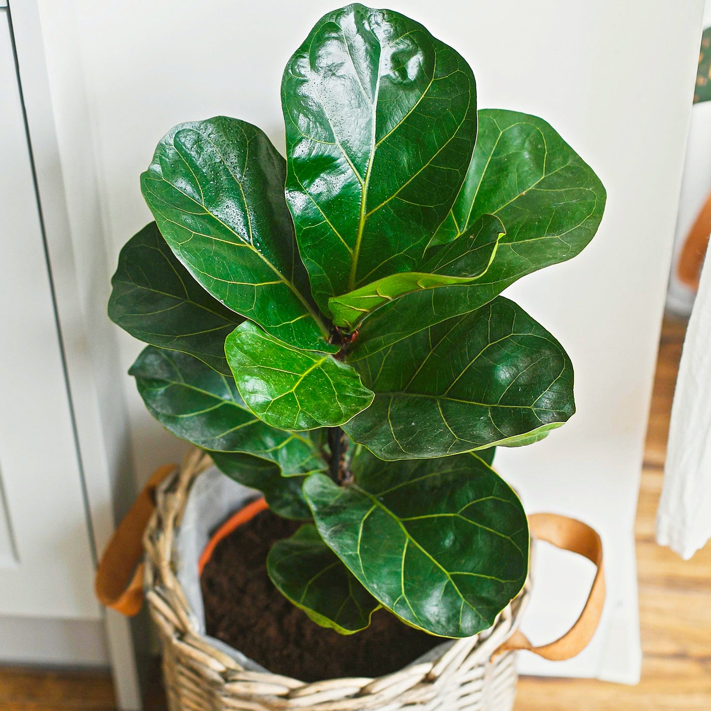 Ficus Bambino (12cm) V4