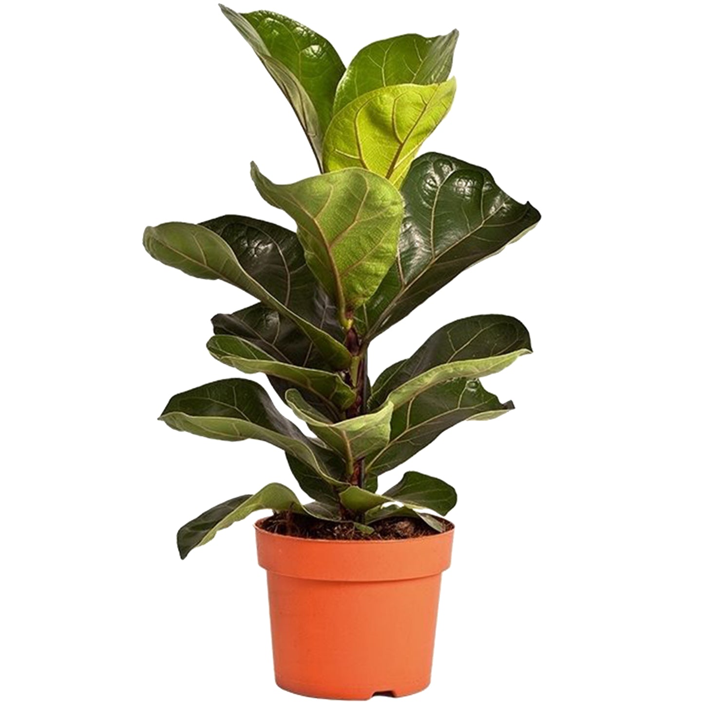 Ficus Bambino (12cm) V4