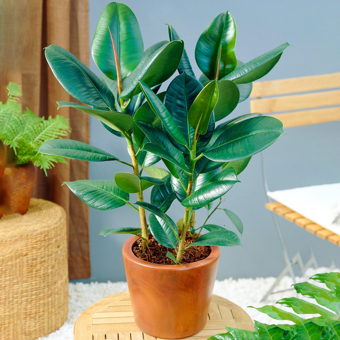 Ficus Robusta (12cm) V1