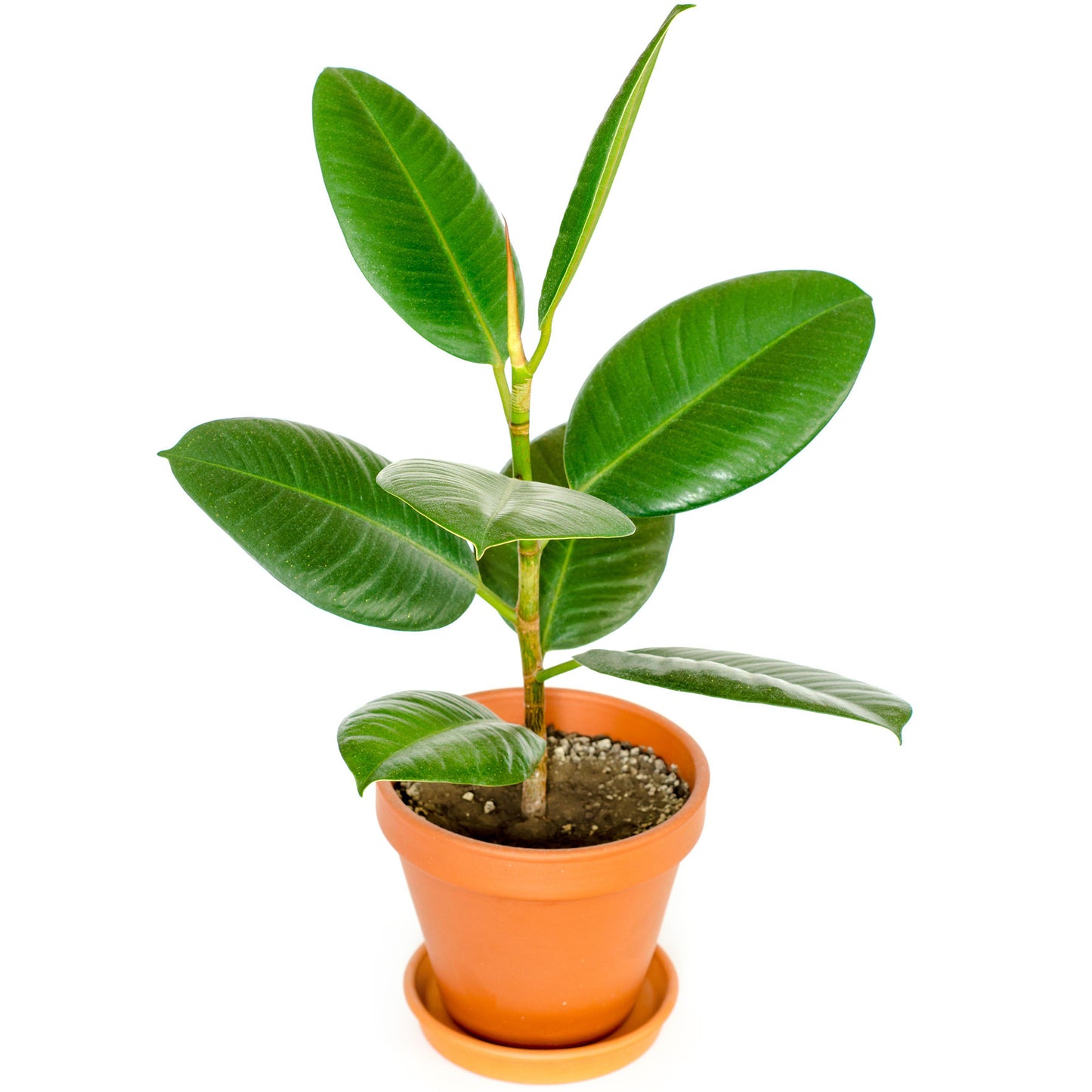 Ficus Robusta (12cm) V4