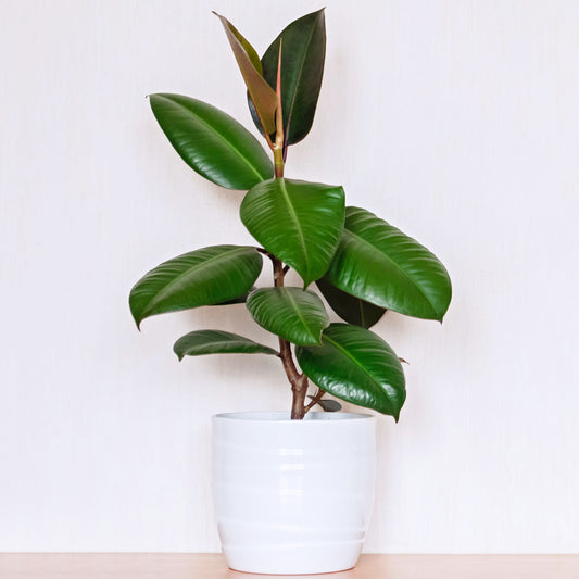 Ficus Robusta (12cm) V5