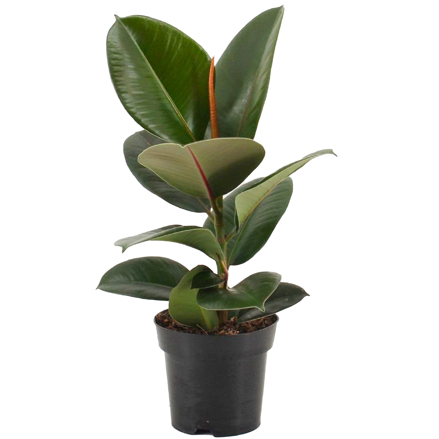 Ficus Robusta (12cm) V1