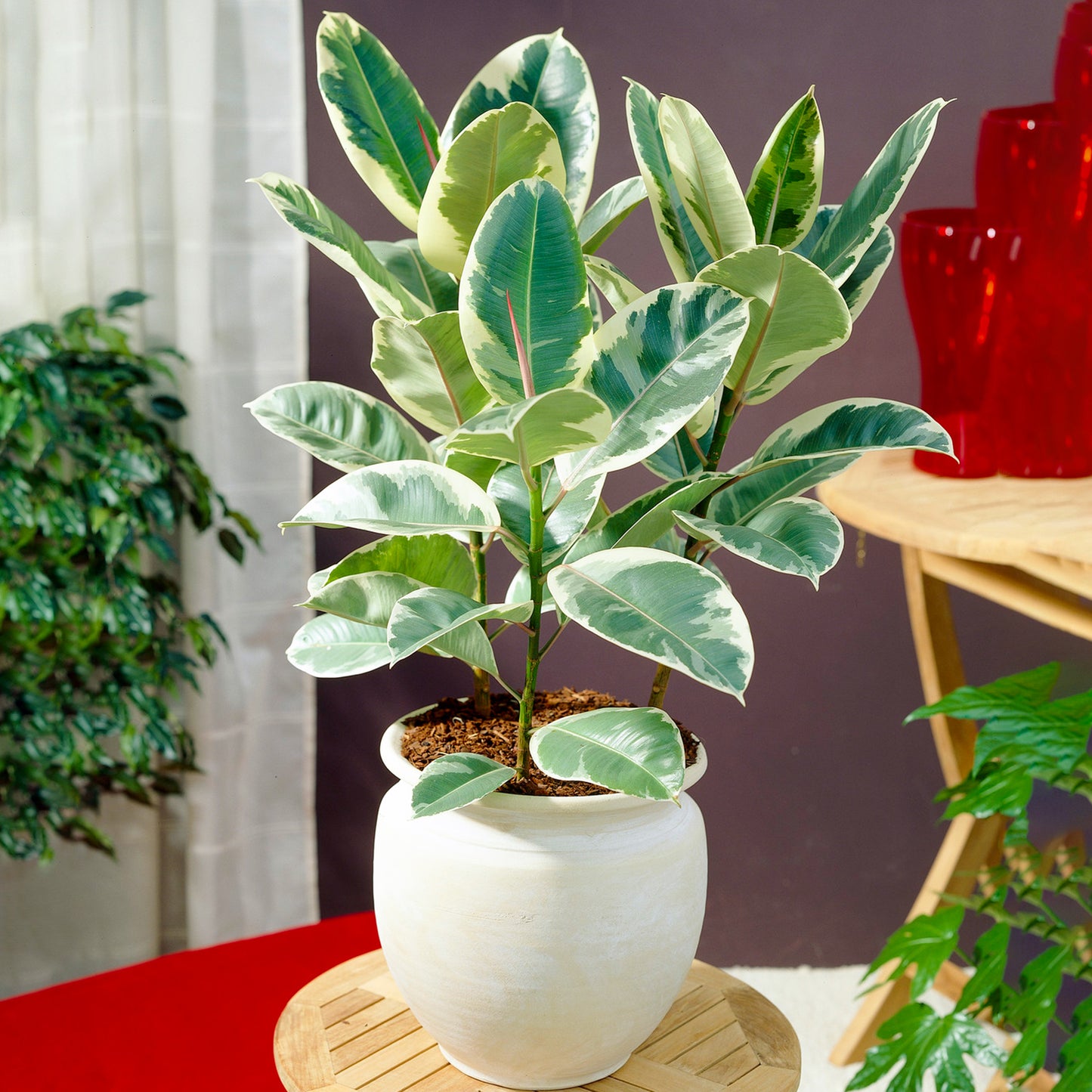 Ficus Tineke (12cm) V1