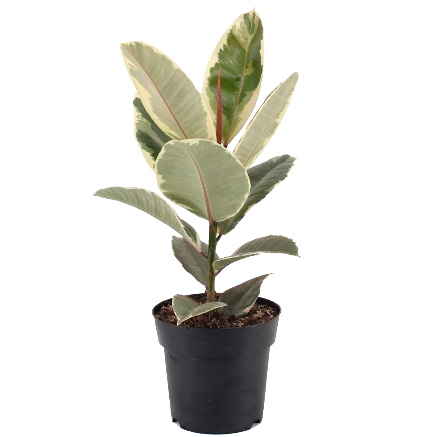 Ficus Tineke (12cm) V1