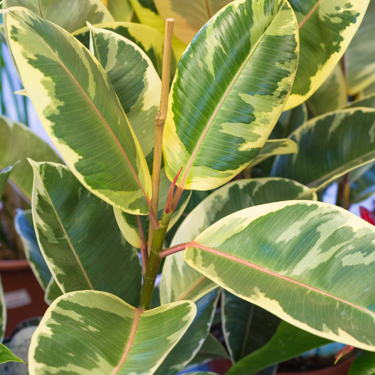 Ficus Tineke (12cm) V1