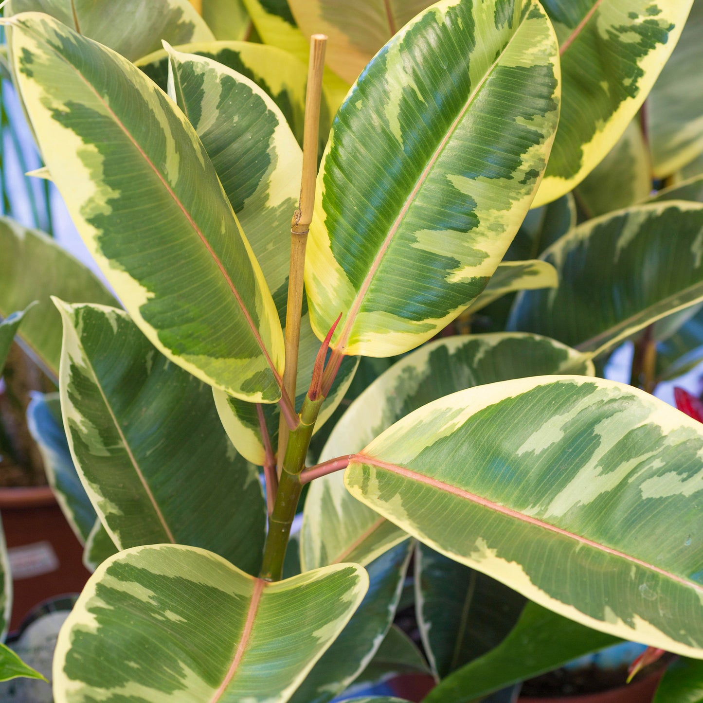 Ficus Tineke (12cm) V4