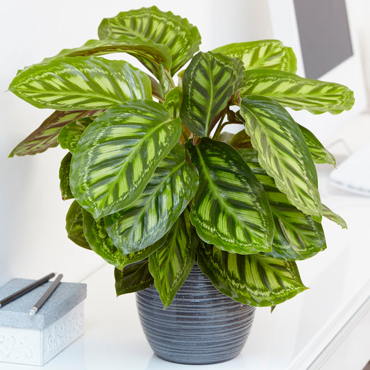 Calathea Flamestar (14cm) V1