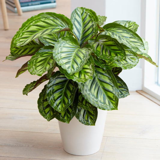 Calathea Flamestar (14cm) V2