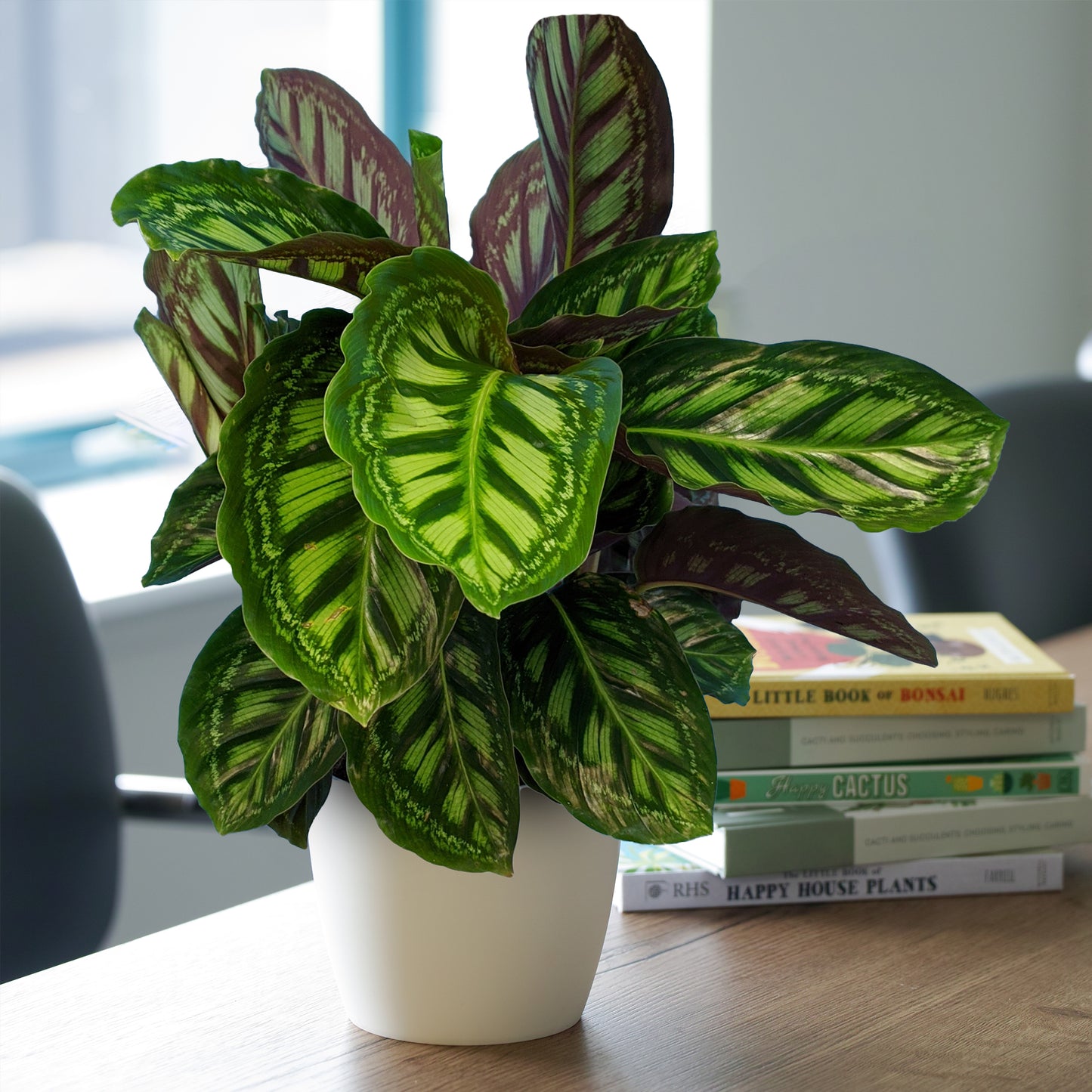 Calathea Flamestar (14cm) V3