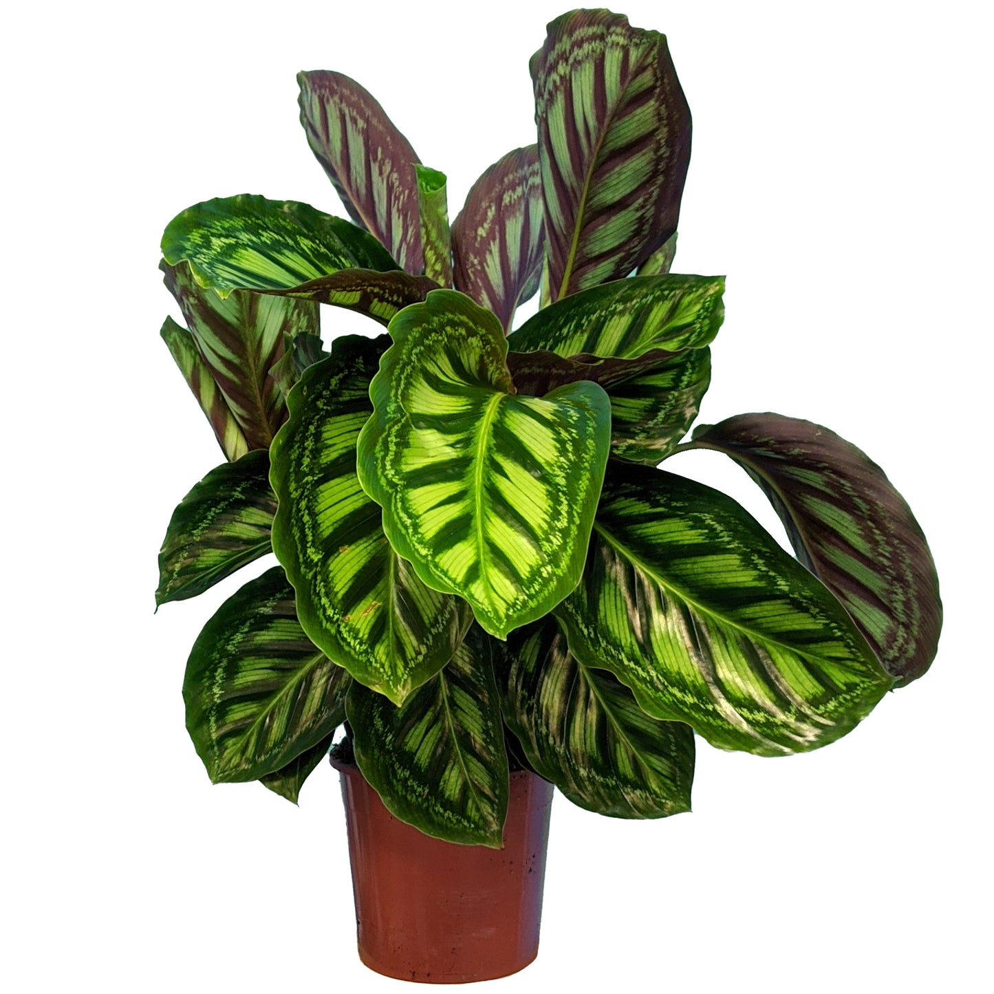 Calathea Flamestar (14cm) V3