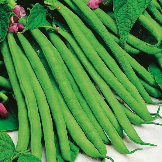 French Beans Tendergreen