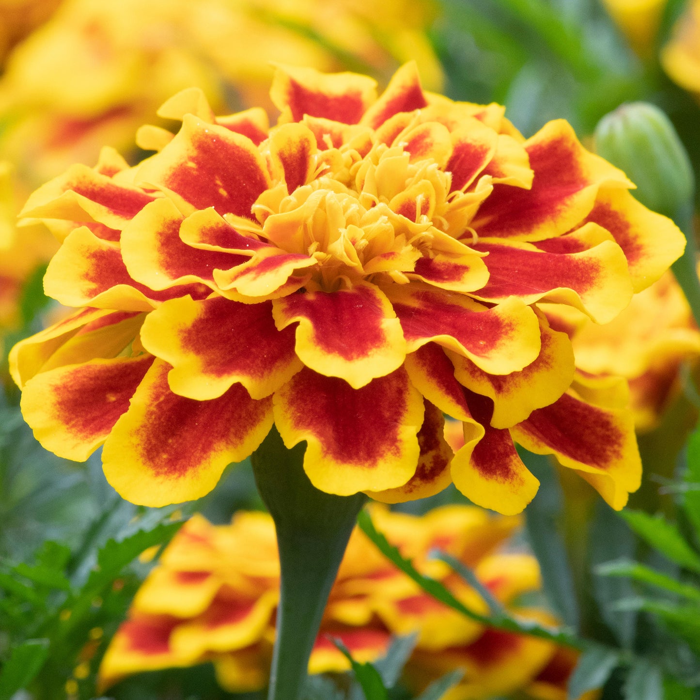 Bedding Plants - Marigold French Durango Bee (6 Pack)