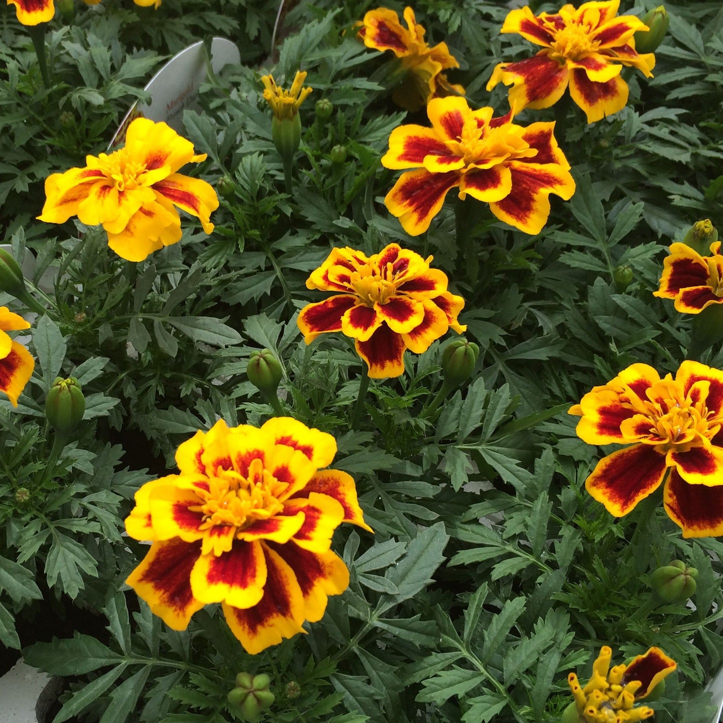 Bedding Plants - Marigold French Durango Bee (6 Pack)