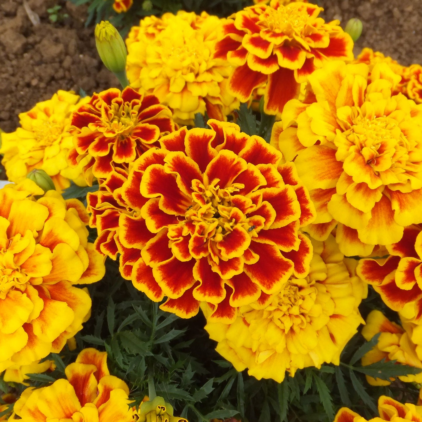 Bedding Plants - Marigold French Durango Bee (6 Pack)