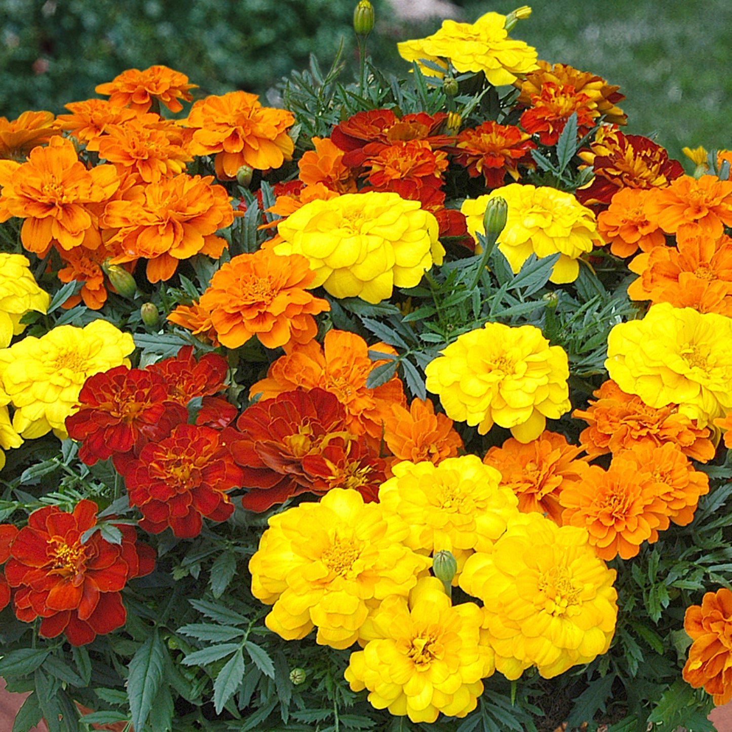 Bedding Plants - Marigold French Durango Mixed (6 Pack)