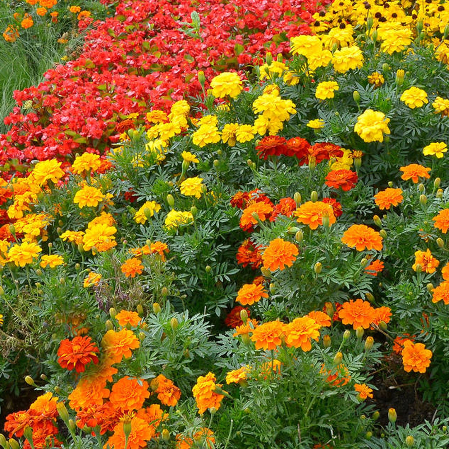 Bedding Plants - Marigold French Durango Mixed (6 Pack)