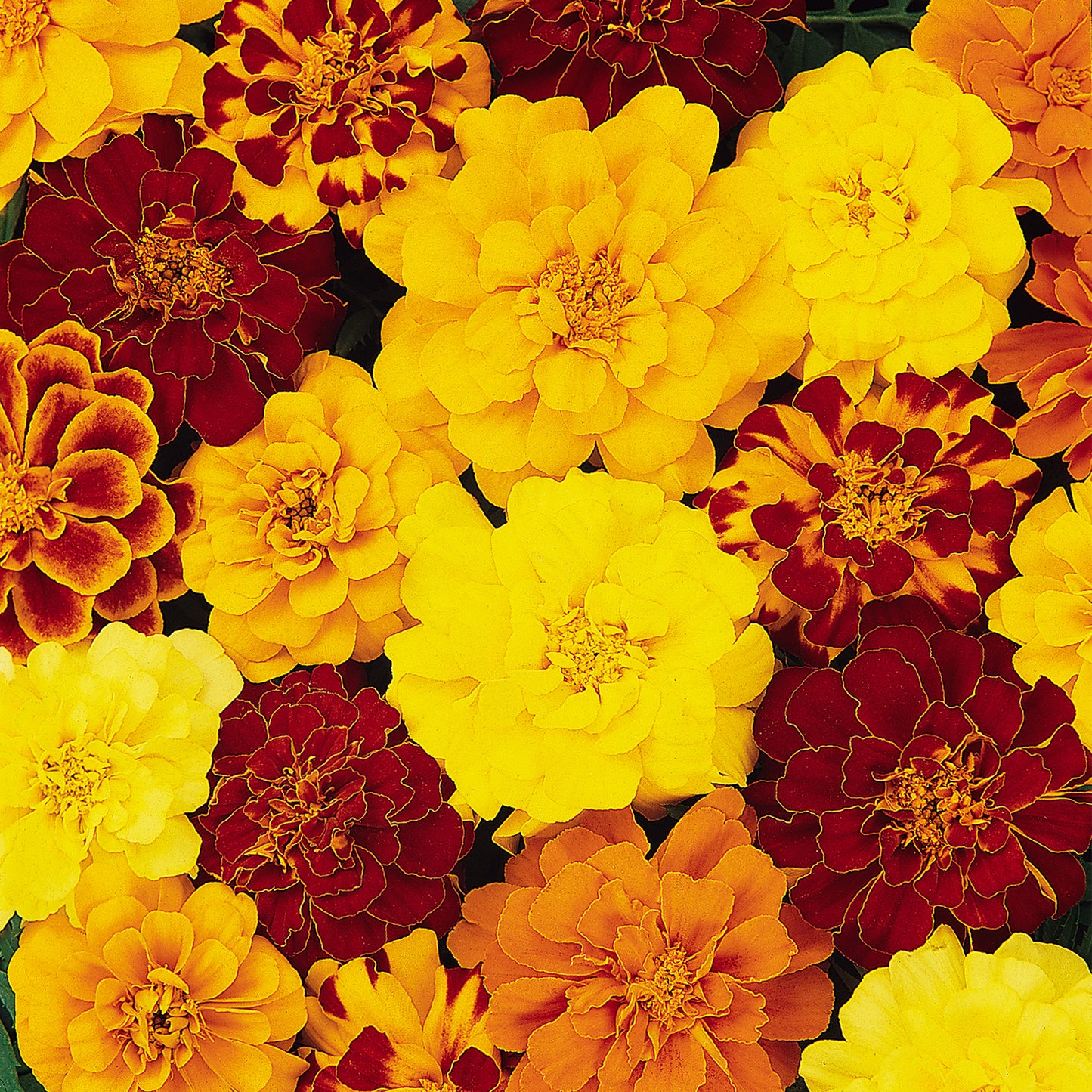 Bedding Plants - Marigold French Durango Mixed (6 Pack)