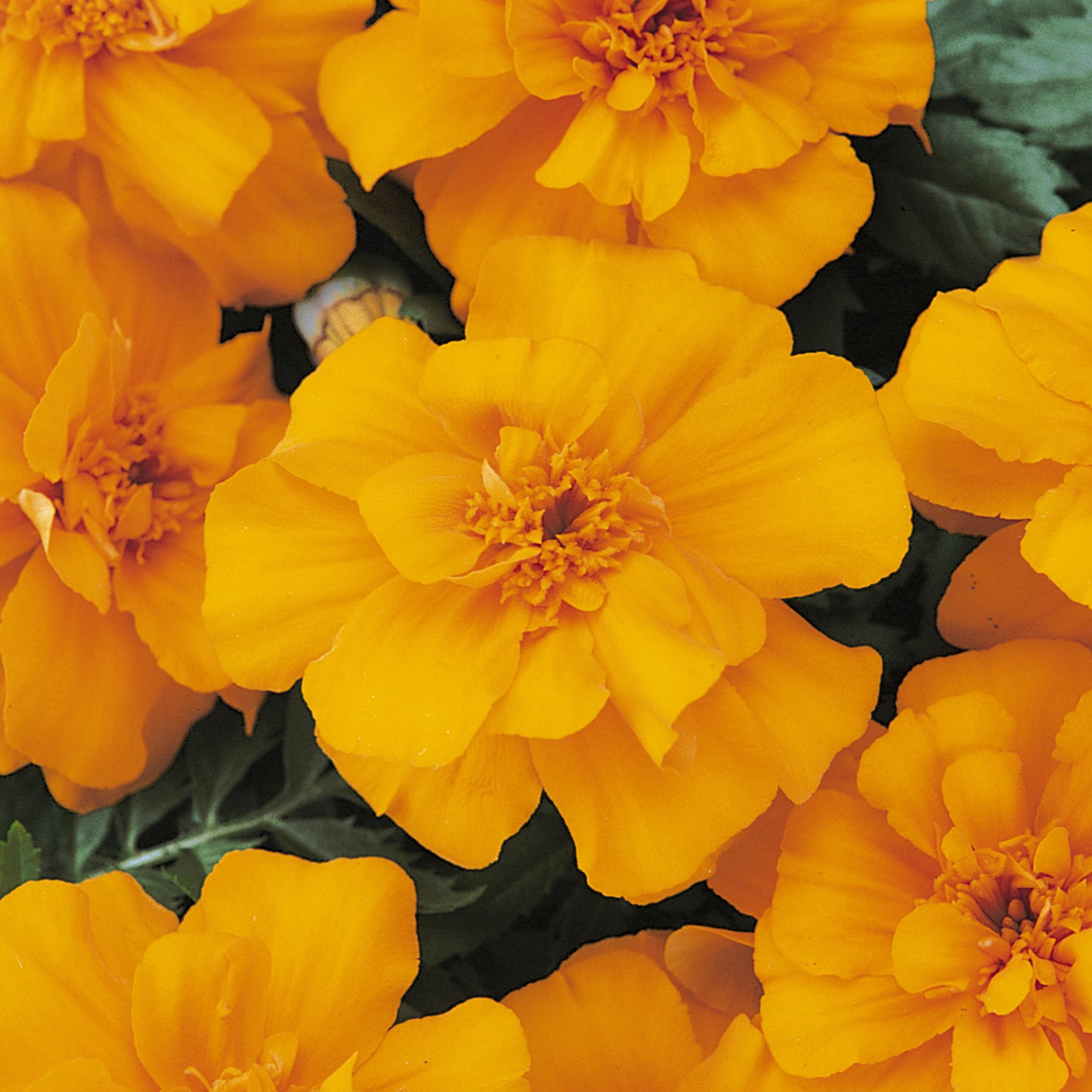 Bedding Plants - Marigold French Durango Orange (6 Pack)