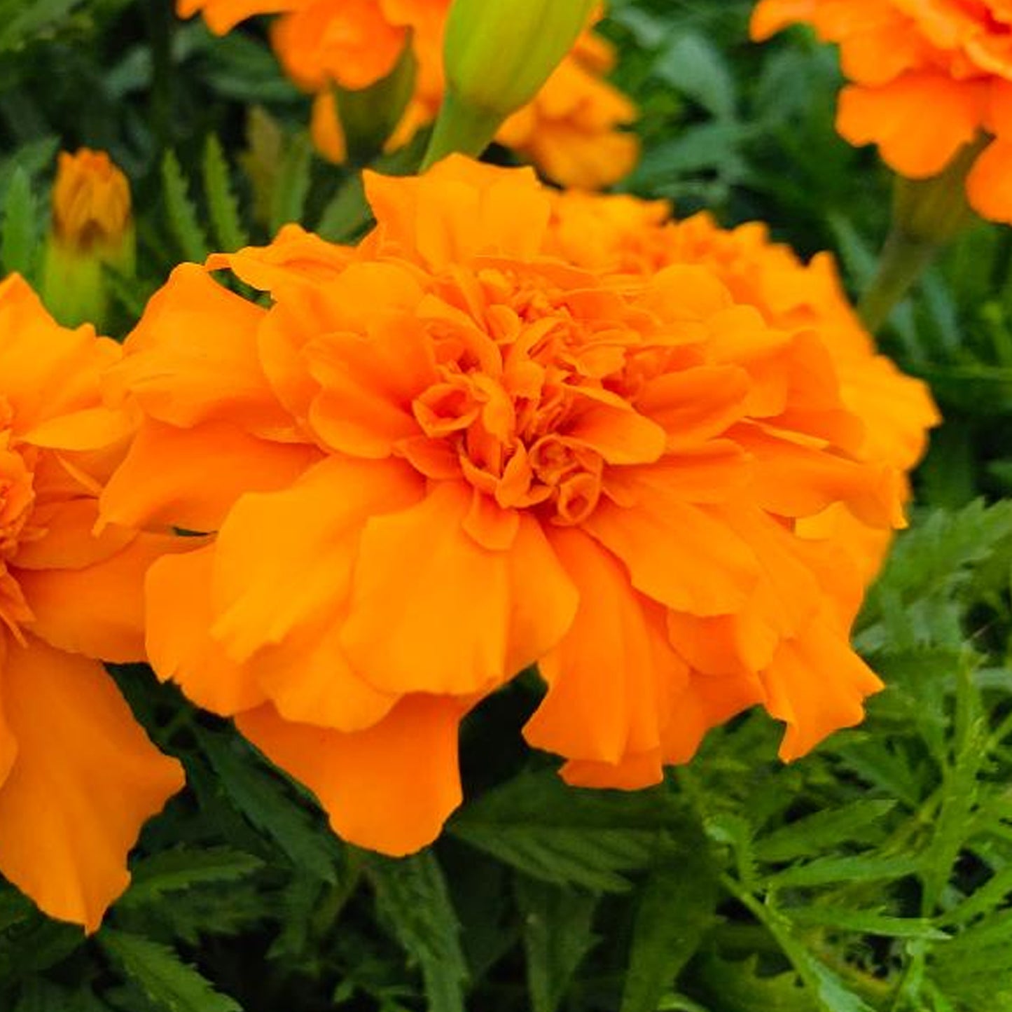 Bedding Plants - Marigold French Durango Orange (6 Pack)