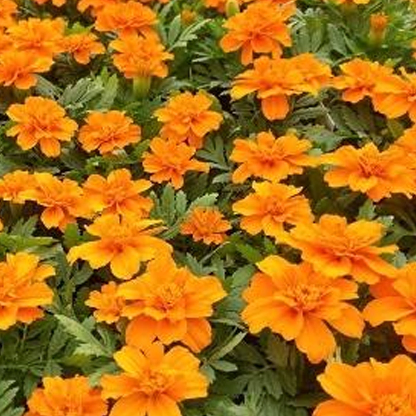 Bedding Plants - Marigold French Durango Orange (6 Pack)