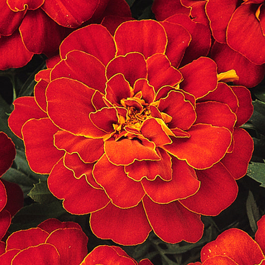 Bedding Plants - Marigold French Durango Red (6 Pack)