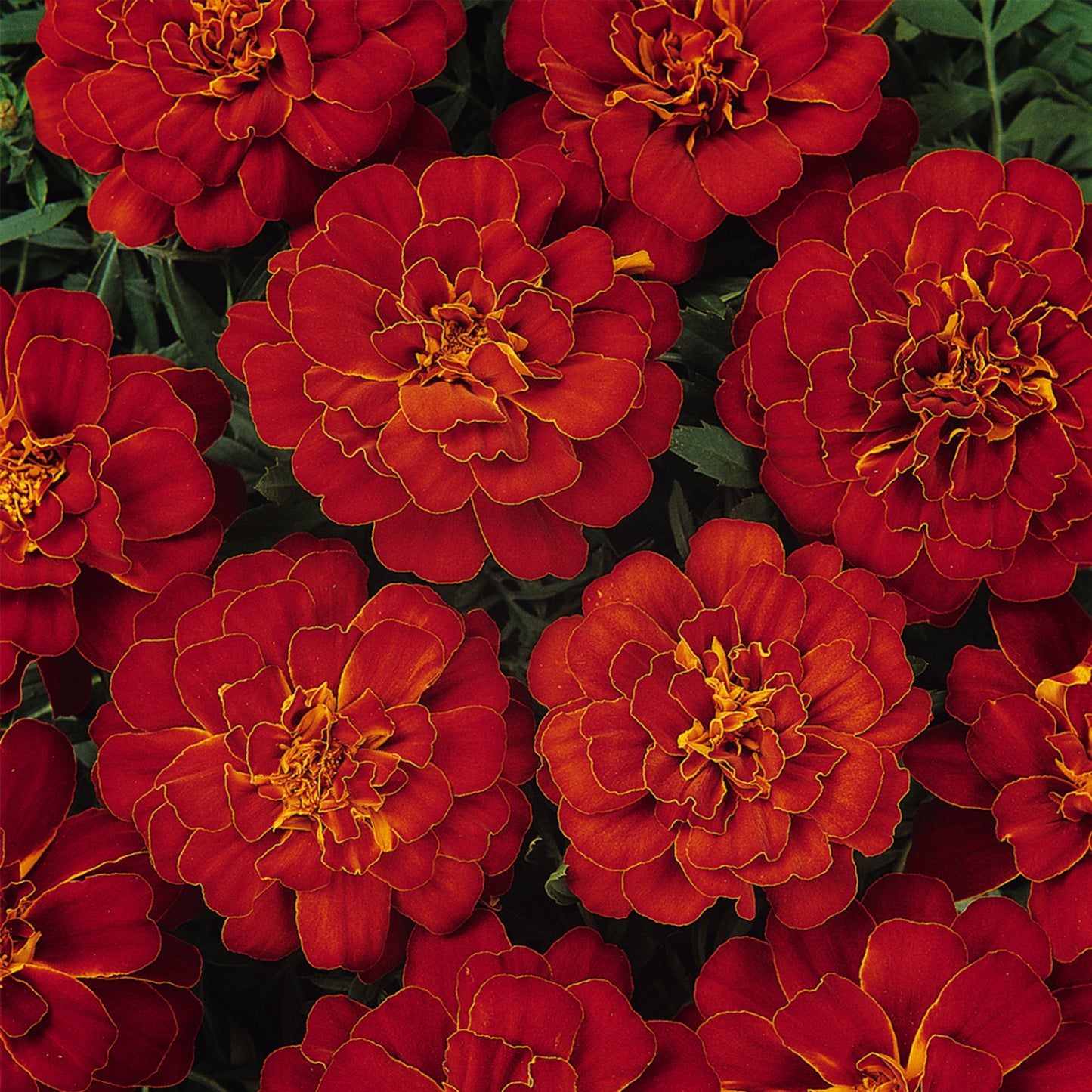 Bedding Plants - Marigold French Durango Red (6 Pack)