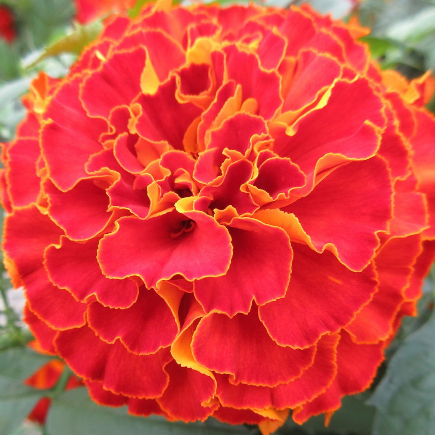 Bedding Plants - Marigold French Durango Red (6 Pack)