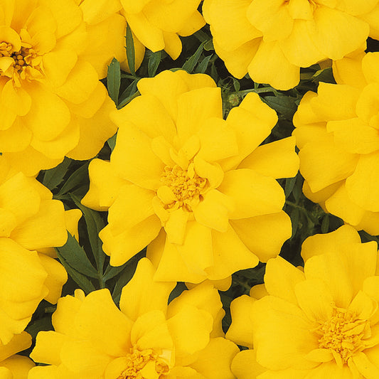 Bedding Plants - Marigold French Durango Yellow (6 Pack)