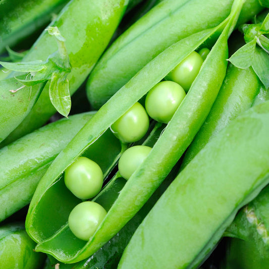 Garden Peas Douce Provence