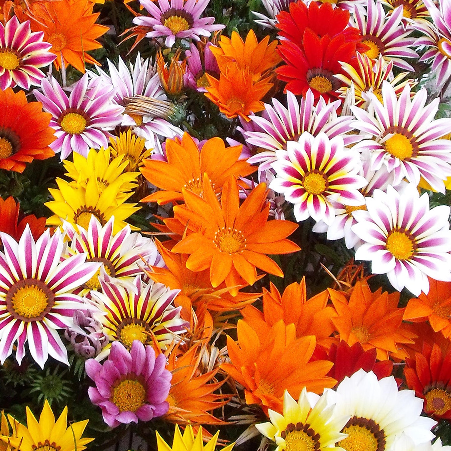 Bedding Plants - Gazania F1 Daybreak XP Mixed (6 Pack)