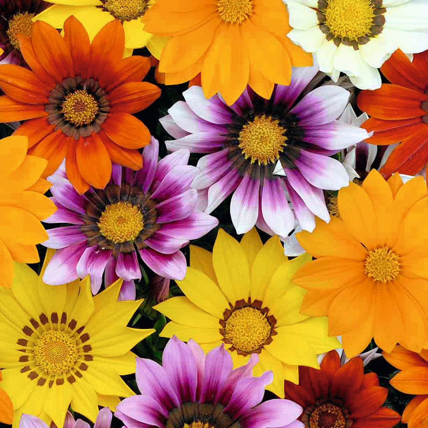 Bedding Plants - Gazania F1 Daybreak XP Mixed (6 Pack)