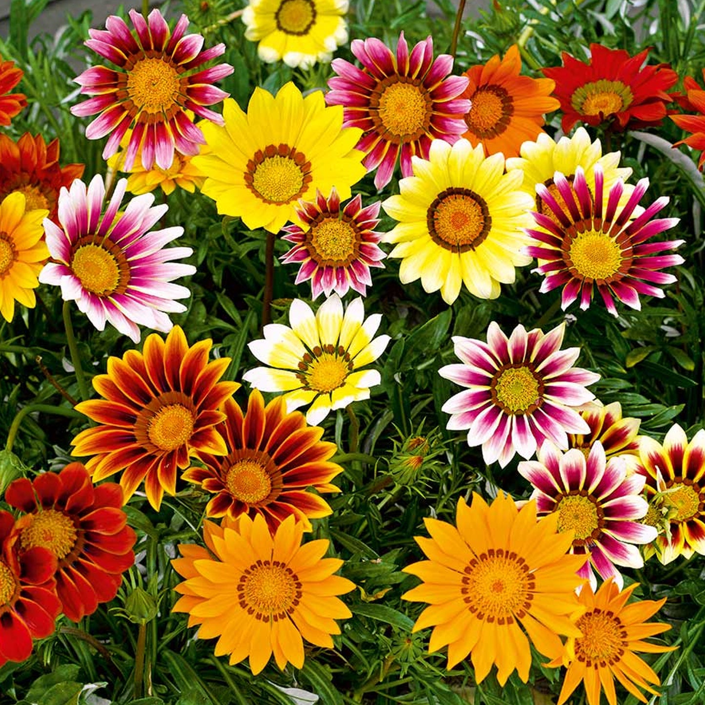 Bedding Plants - Gazania F1 Daybreak XP Mixed (6 Pack)