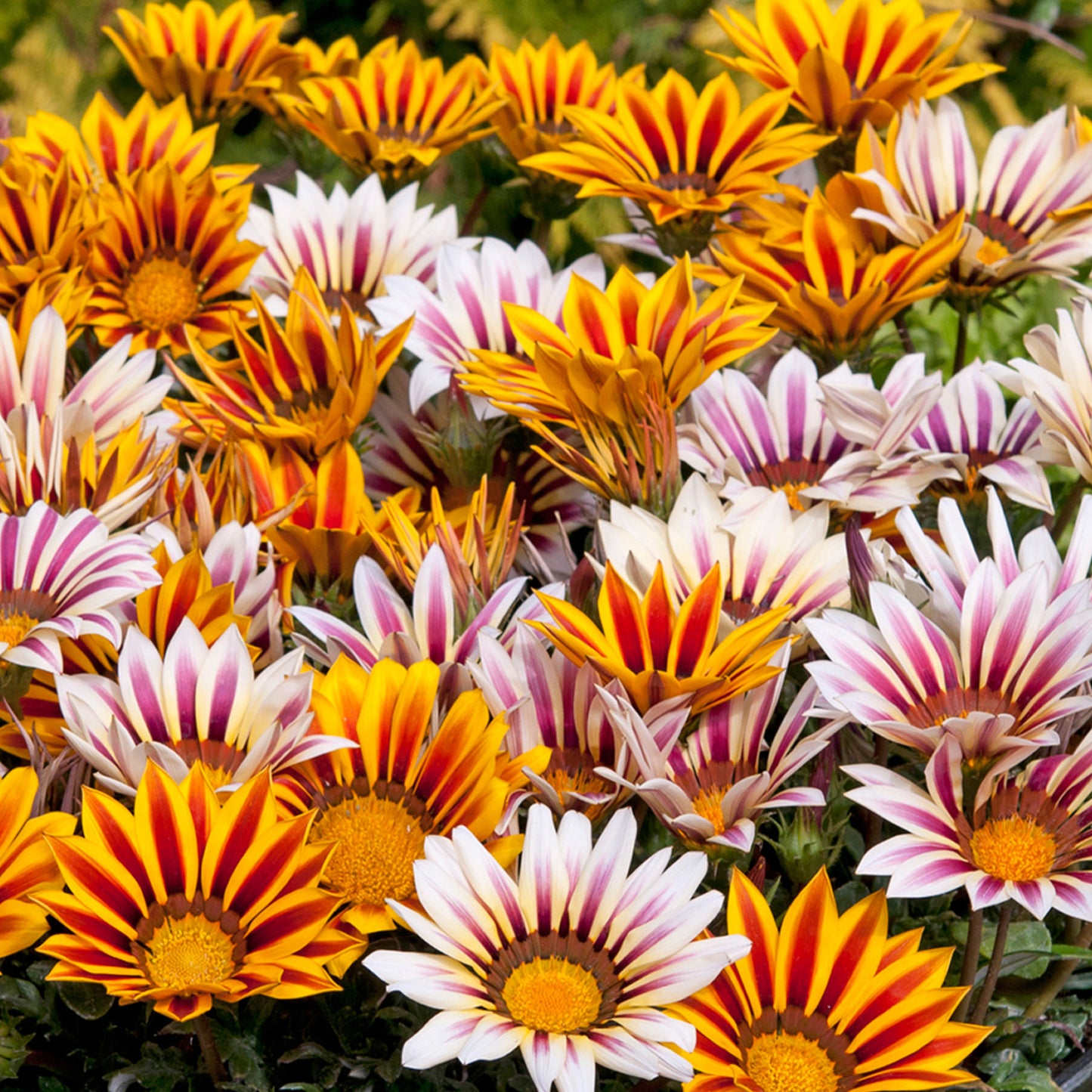 Bedding Plants - Gazania F1 Daybreak XP Tiger Mixed (6 Pack)