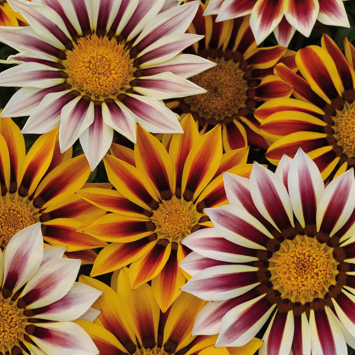 Bedding Plants - Gazania F1 Daybreak XP Tiger Mixed (6 Pack)