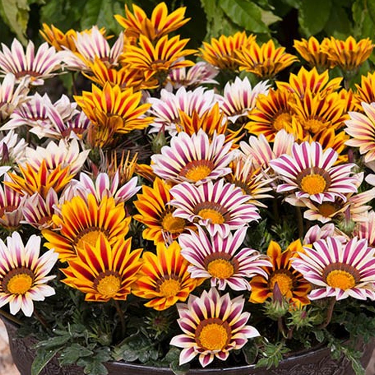 Bedding Plants - Gazania F1 Daybreak XP Tiger Mixed (6 Pack)