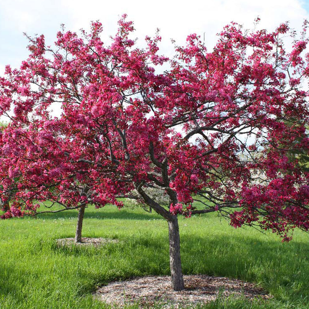 Malus Royalty Tree (12L, 5-6ft)