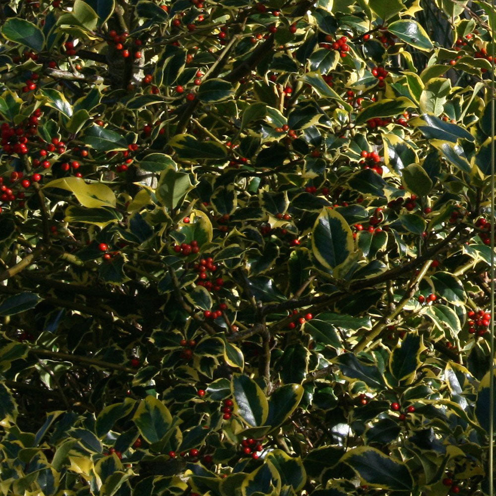 Ilex Madame Briot Tree (12L, 5-6ft)