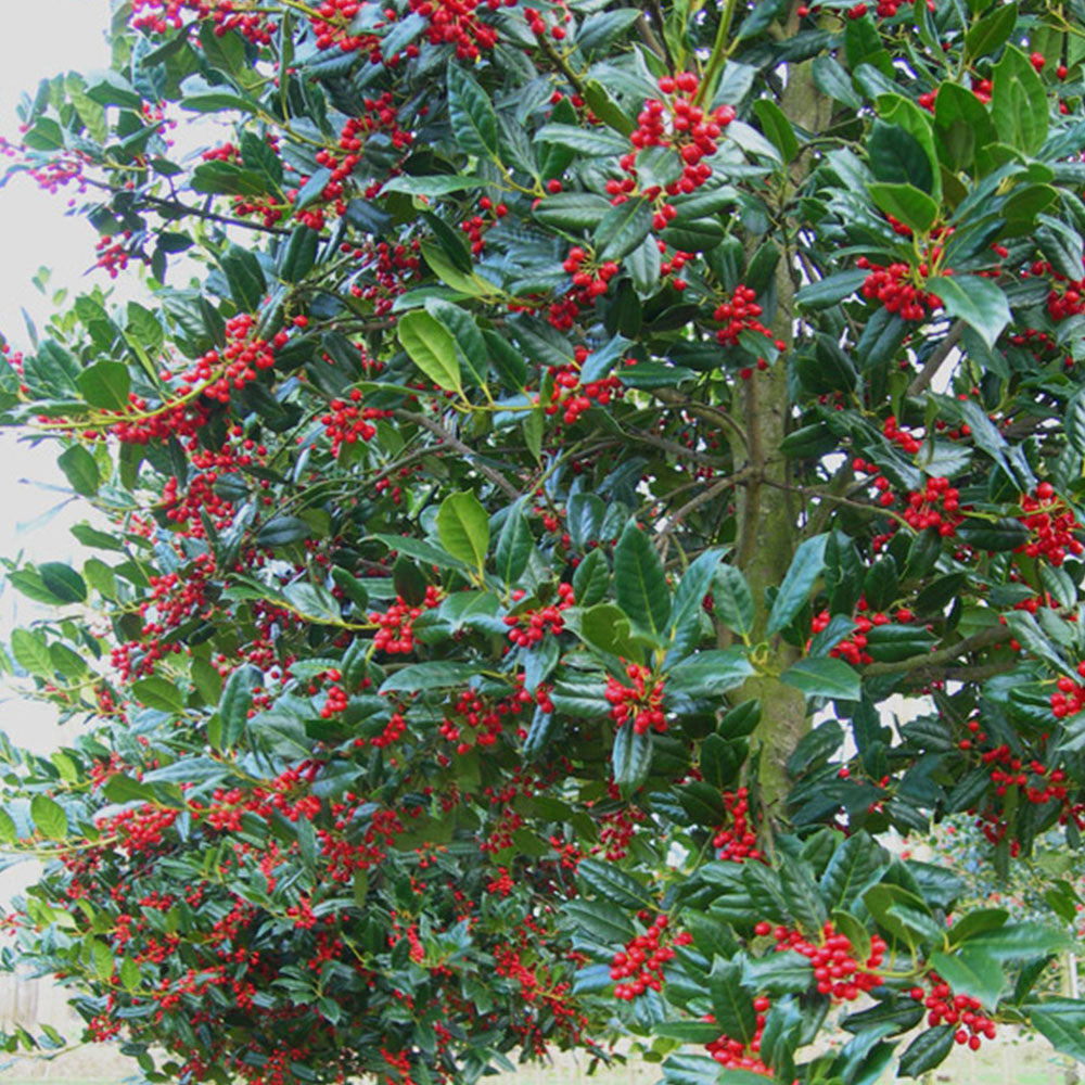 Ilex J.C. Van Tol Tree (12L, 5-6ft)