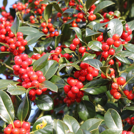 Ilex J.C. Van Tol Tree (12L, 5-6ft)