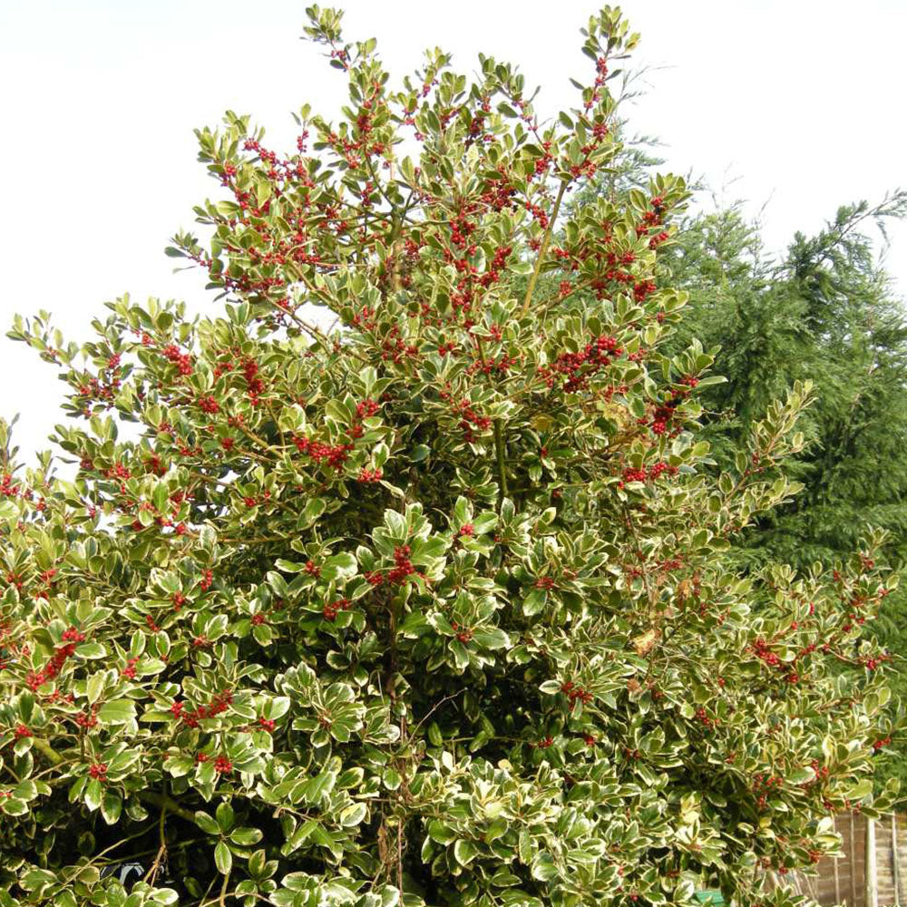 Ilex Golden King Tree (12L, 5-6ft)