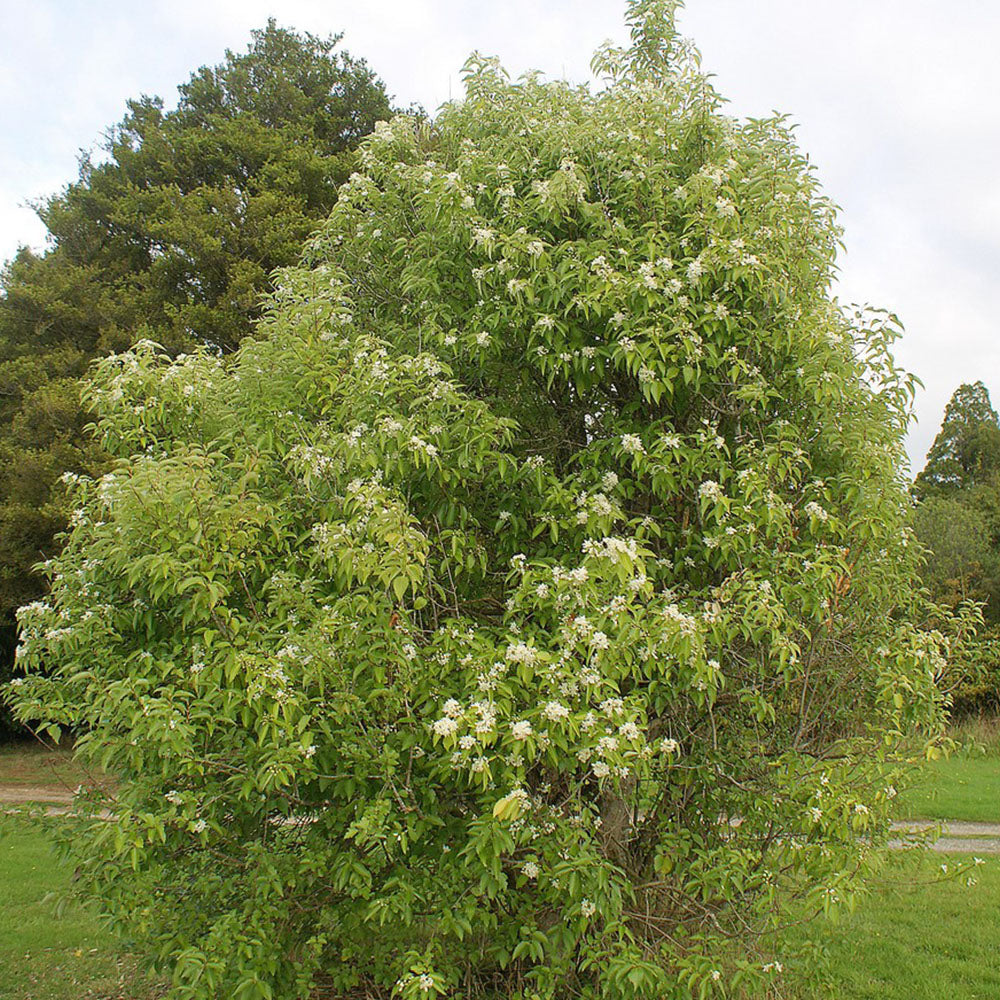 Hoheria Snow White Tree (12L, 5-6ft)