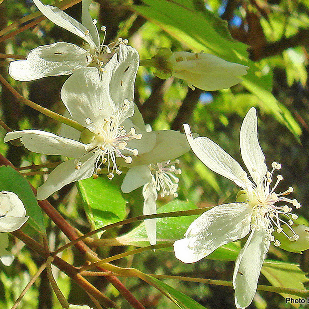 Hoheria Snow White Tree (12L, 5-6ft)