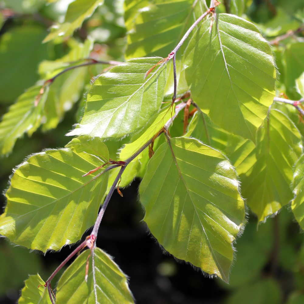 Fagus Sylvatica Tree (12L, 5-6ft)