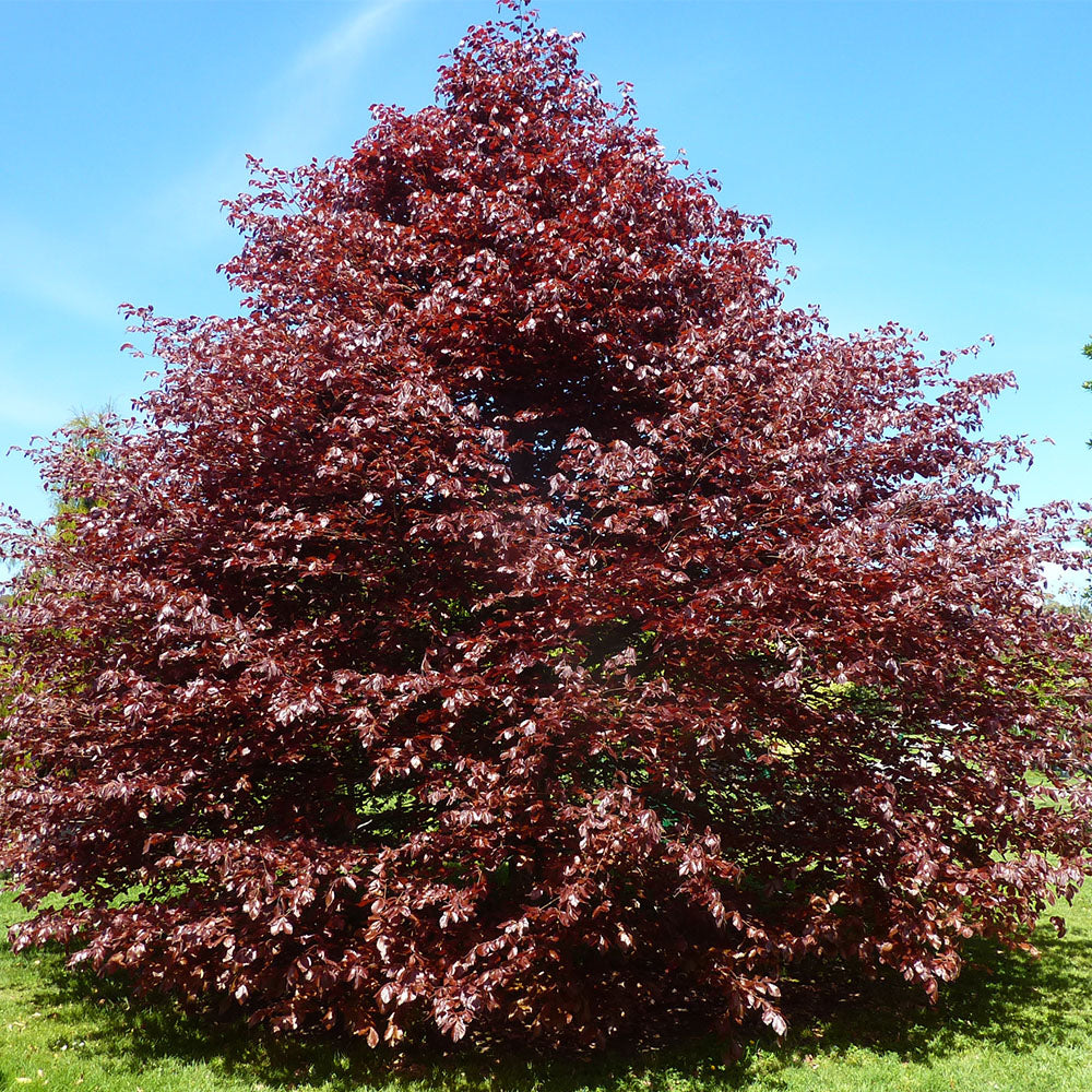 Fagus Sylvatica Purpurea Tree (12L, 5-6ft)