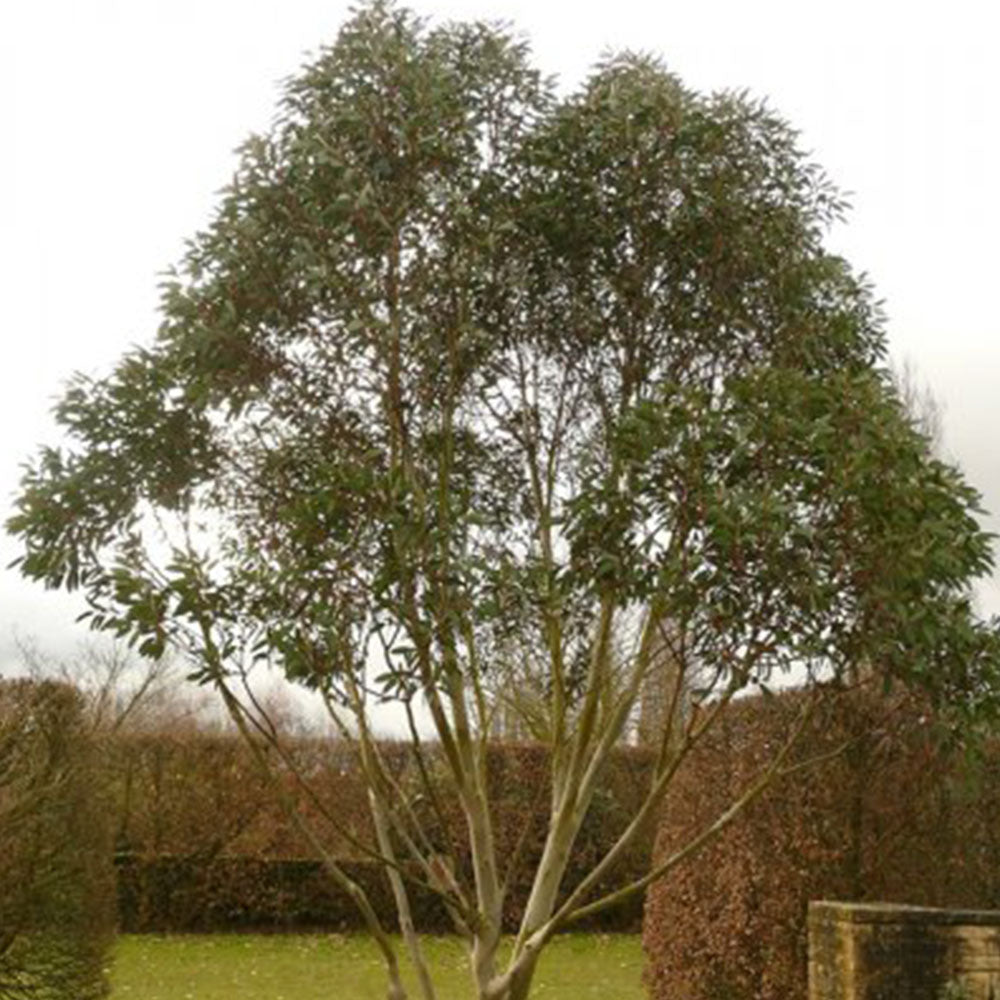 Eucalyptus Niphophila Tree (12L, 5-6ft)