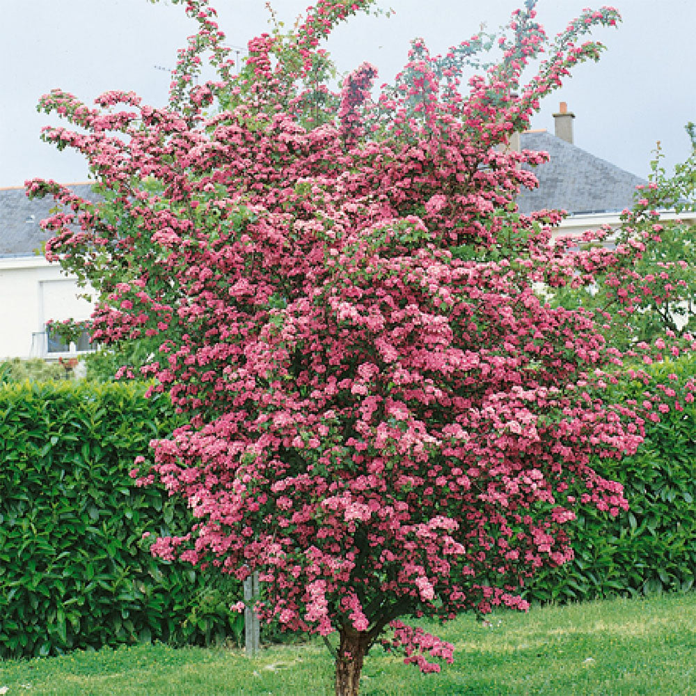 Crataegus Rosea Flore Pleno Tree (12L, 5-6ft)