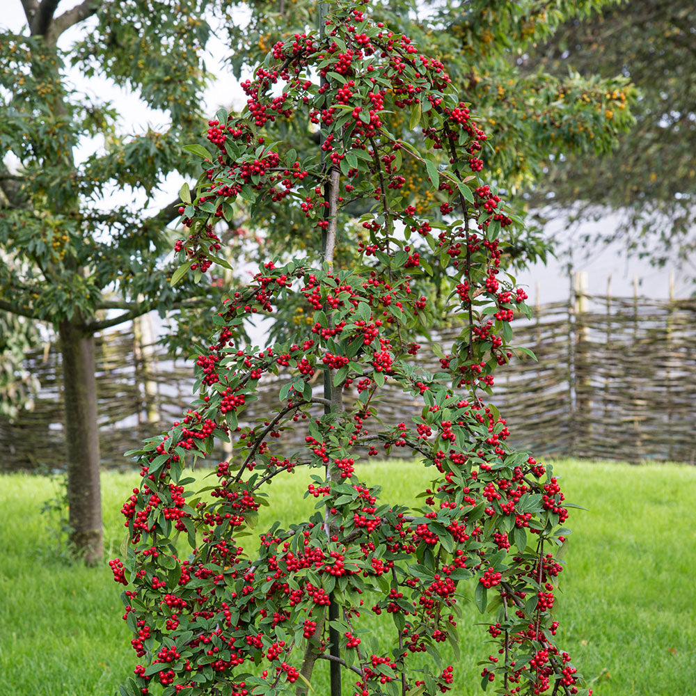 Cotoneaster Hybridus Pendulus Tree (12L, 5-6ft)