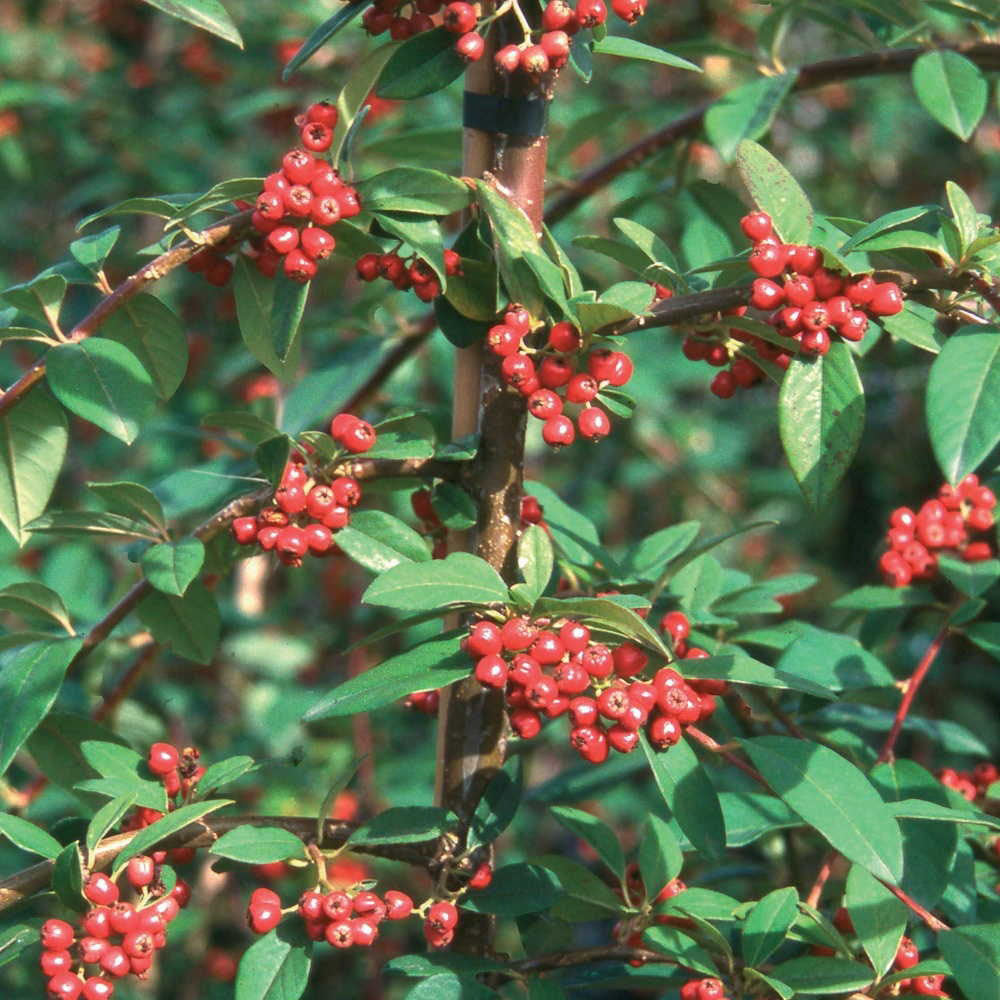 Cotoneaster Hybridus Pendulus Tree (12L, 5-6ft)