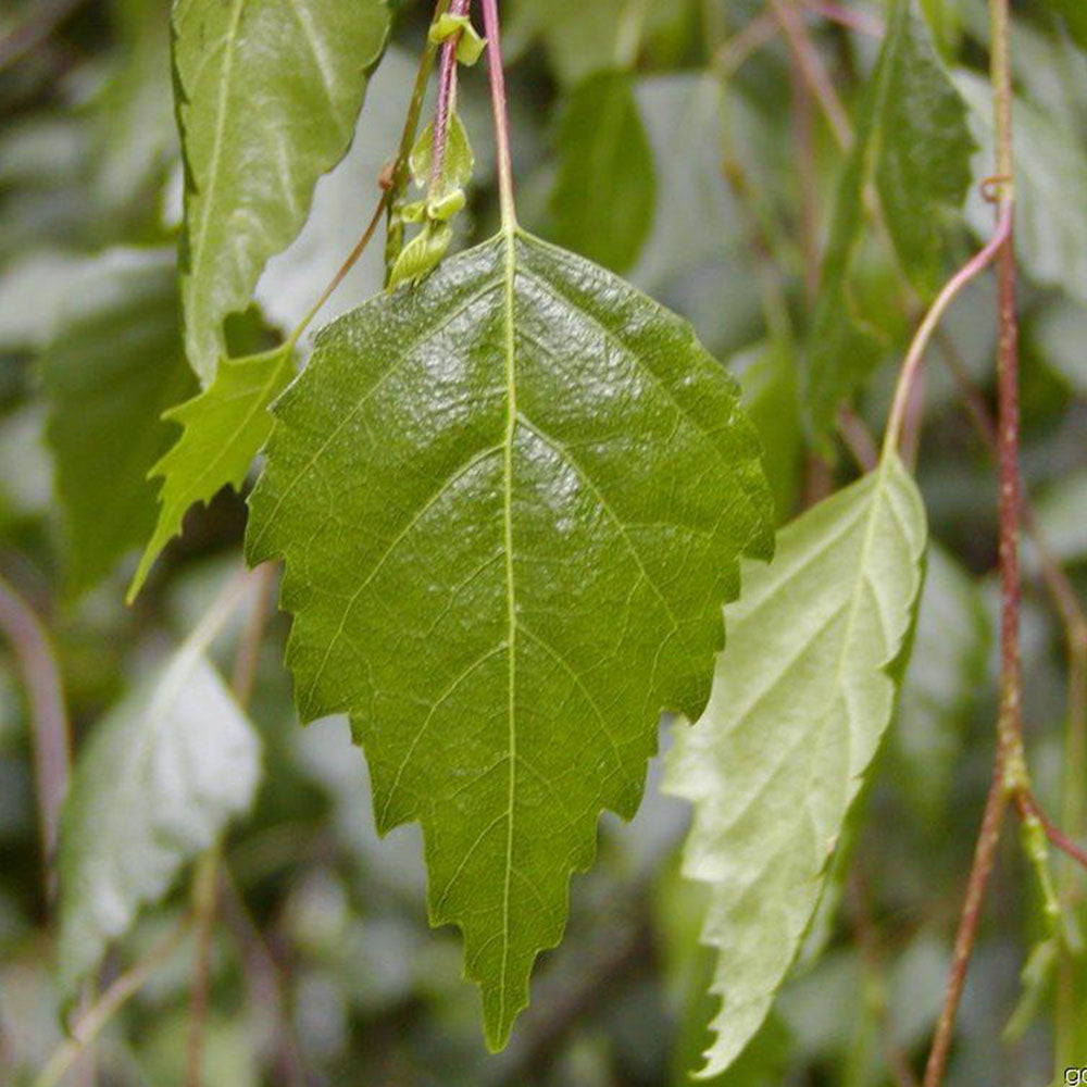 Betula pendula Youngii Tree (12L, 5-6ft)